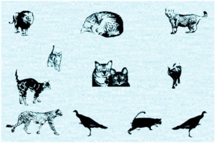 Cat E Poultry: The Perfect Creative Font for Bold Branding